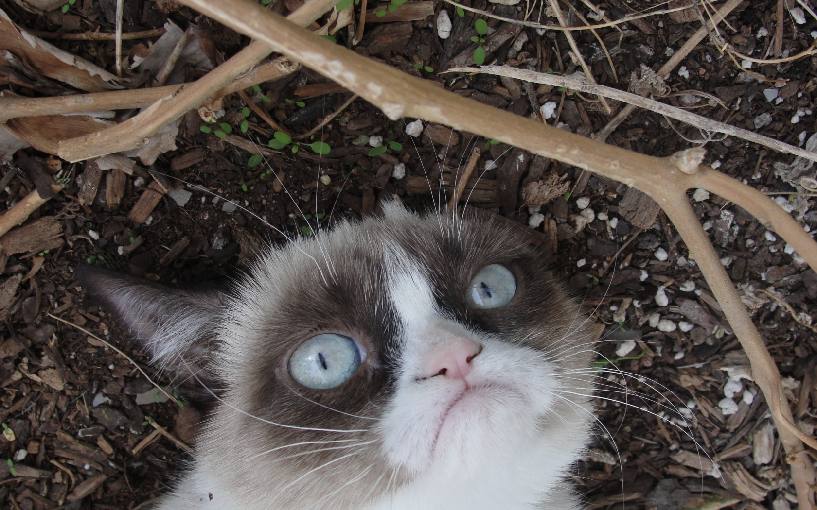 Grumpy cat на земле