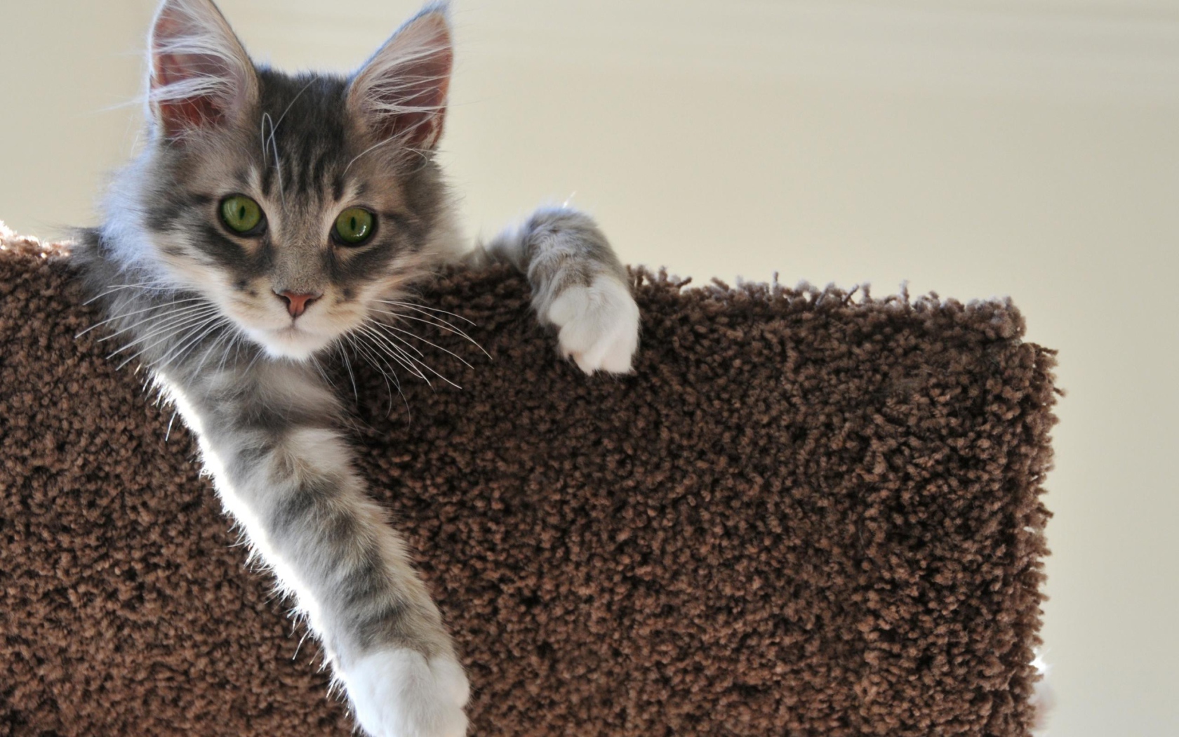 Котенок свесил лапу