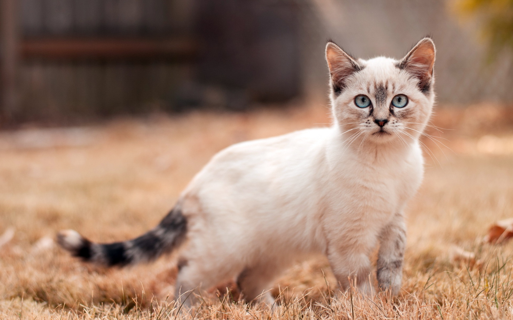 Little Siamese cat on a dried grass