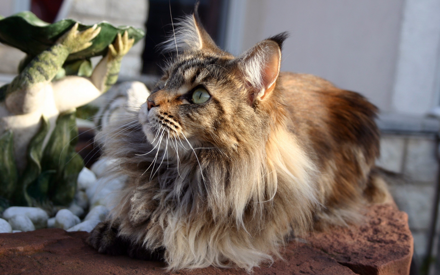 Кот мейн-кун с зелёными глазами кого-то увидел