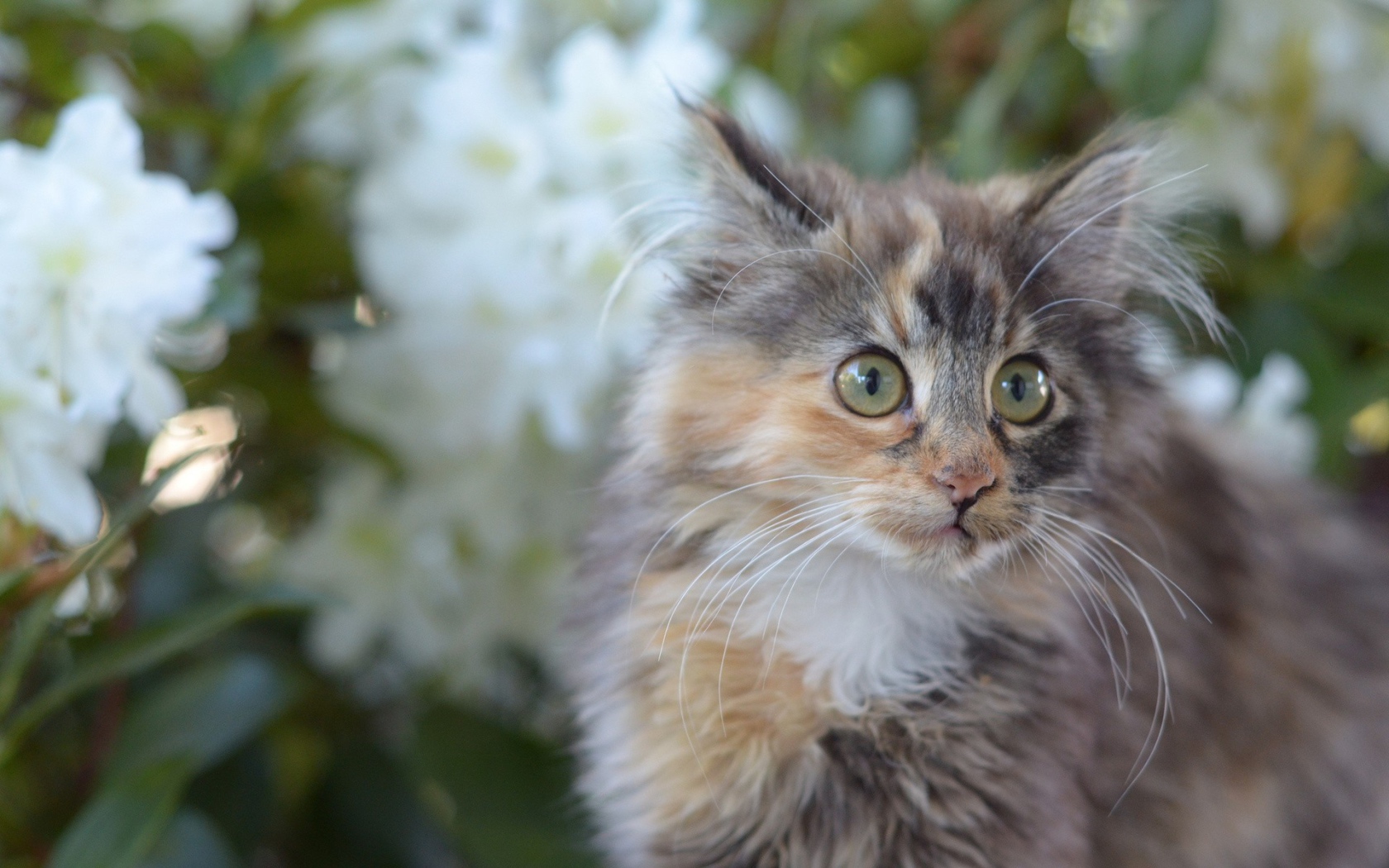 Мартовский кот