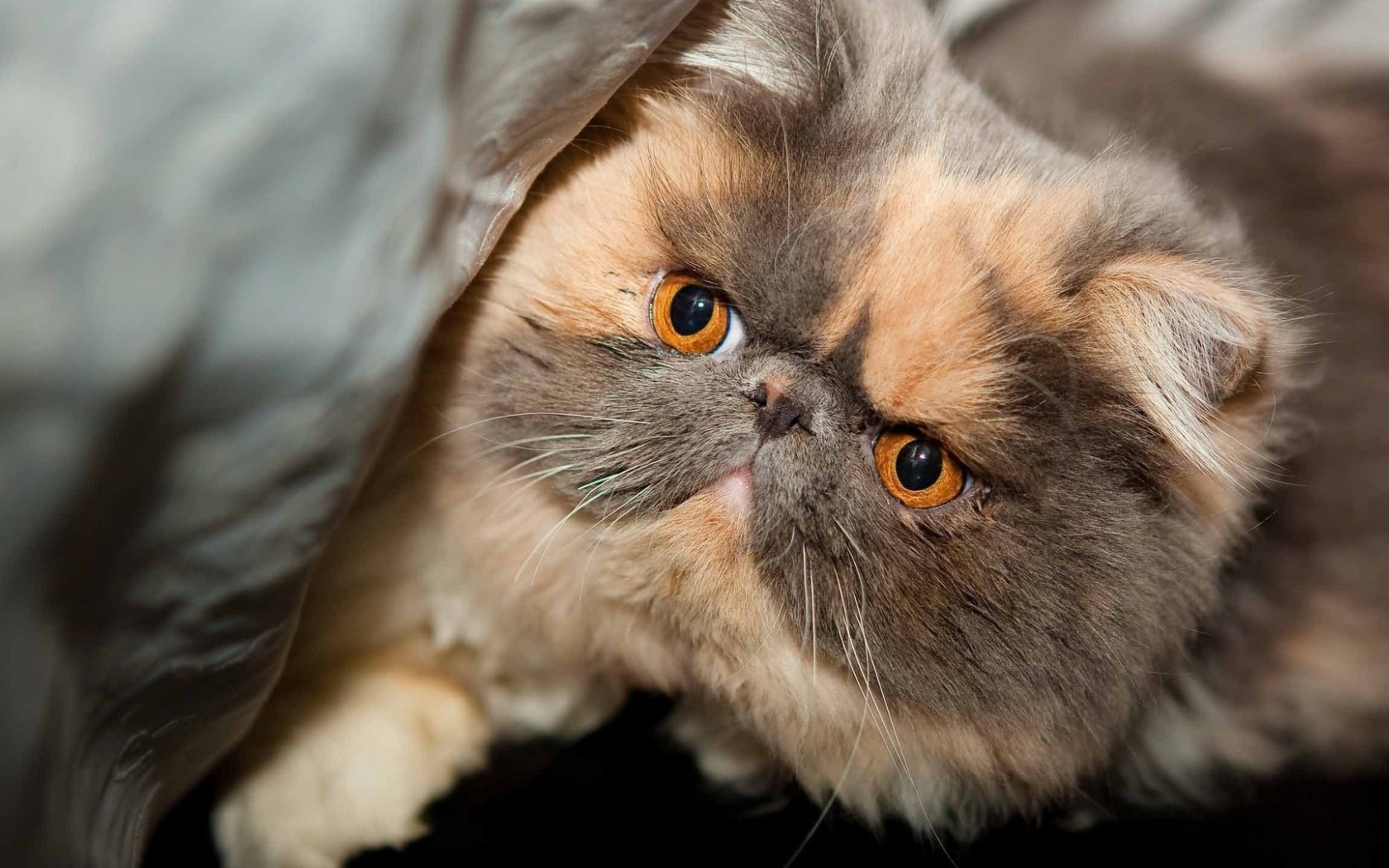 Персидский кот