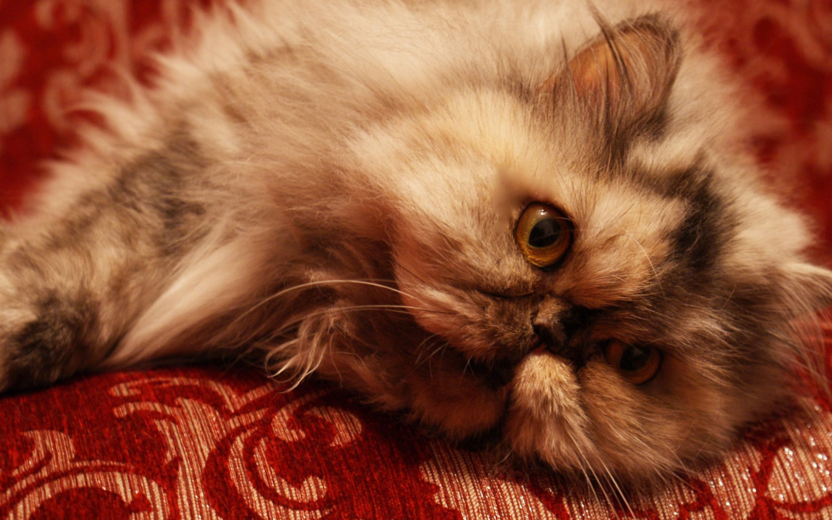 Персидский кот отдыхает