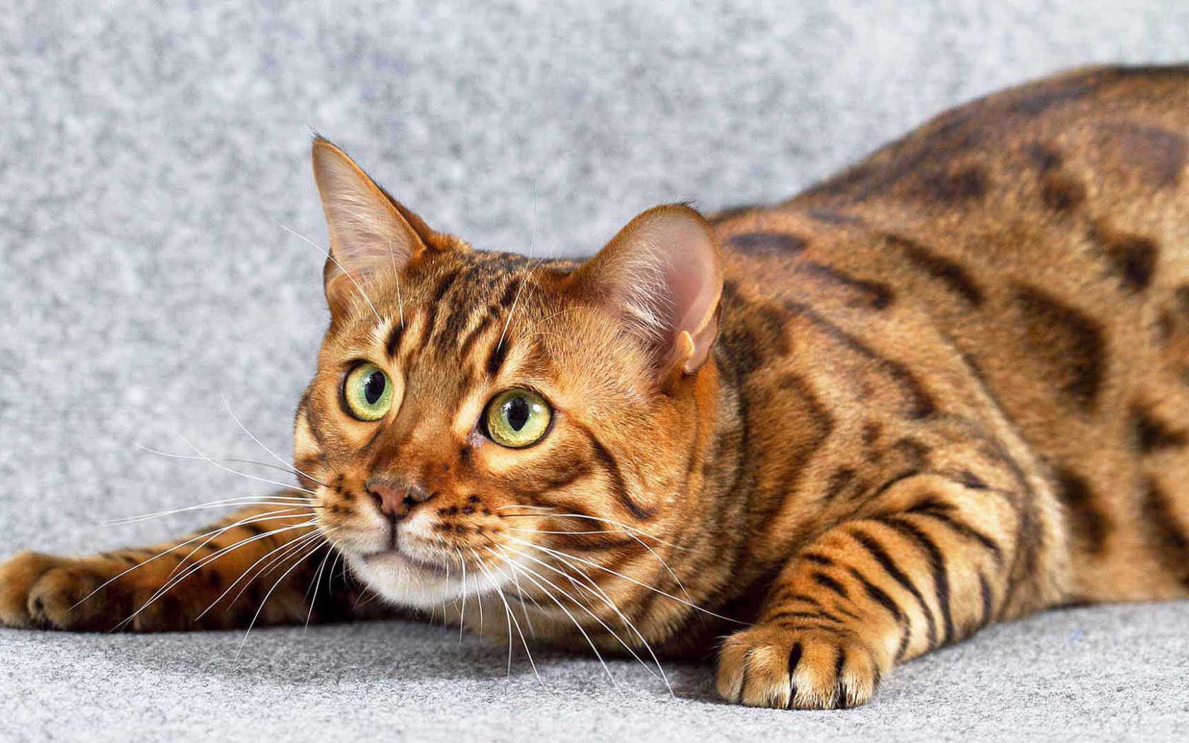 Игривый взрослый бенгальский кот