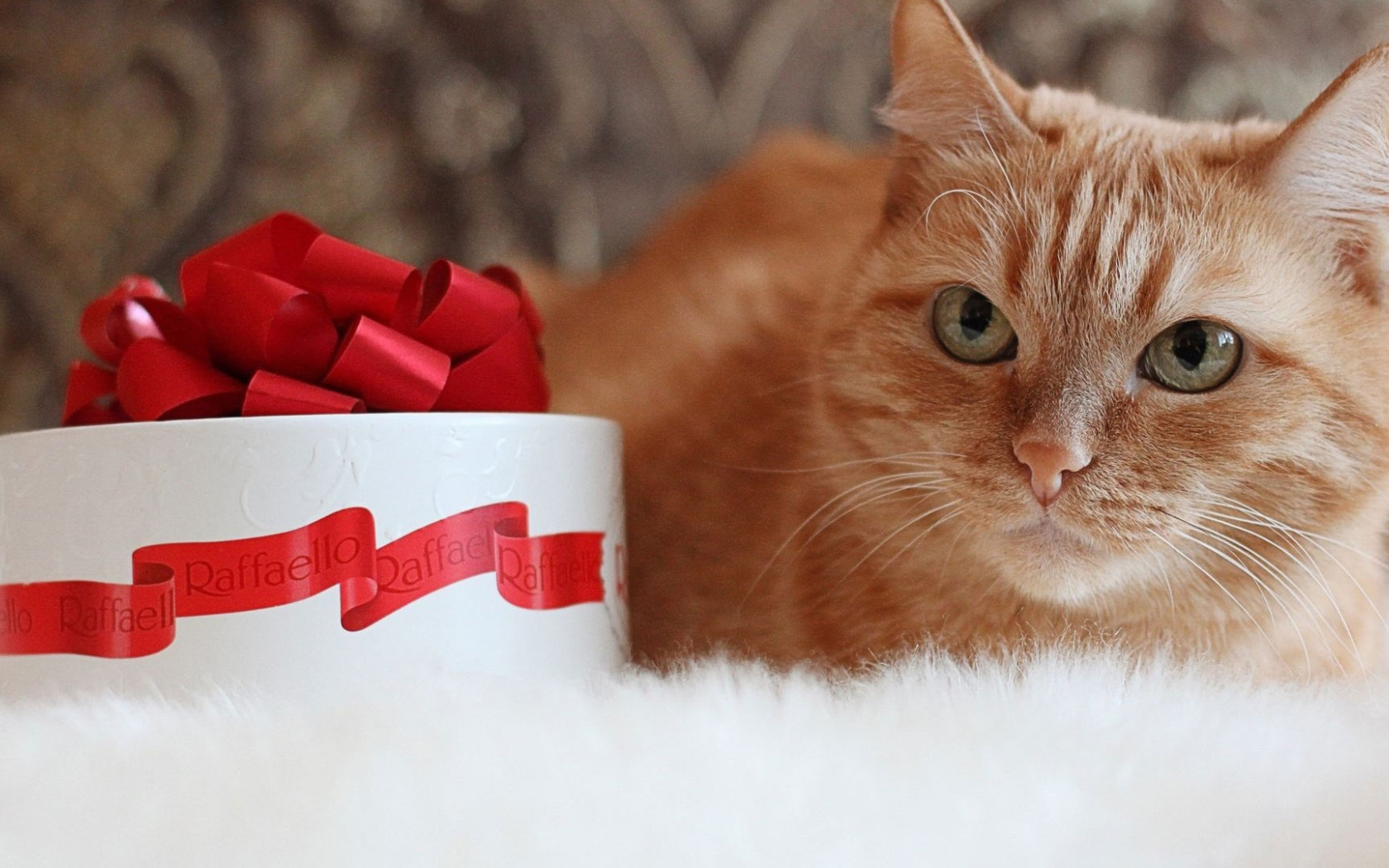 Рыжий кот и рафаэлло