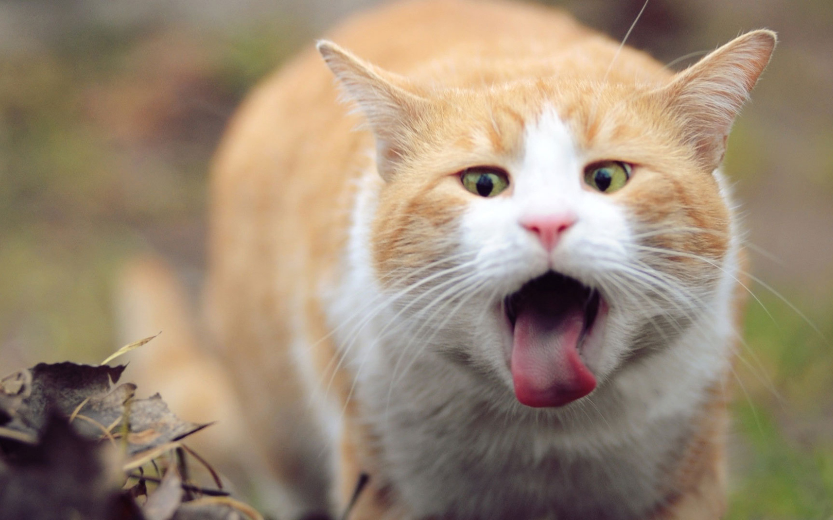 Рыжий кот и язык