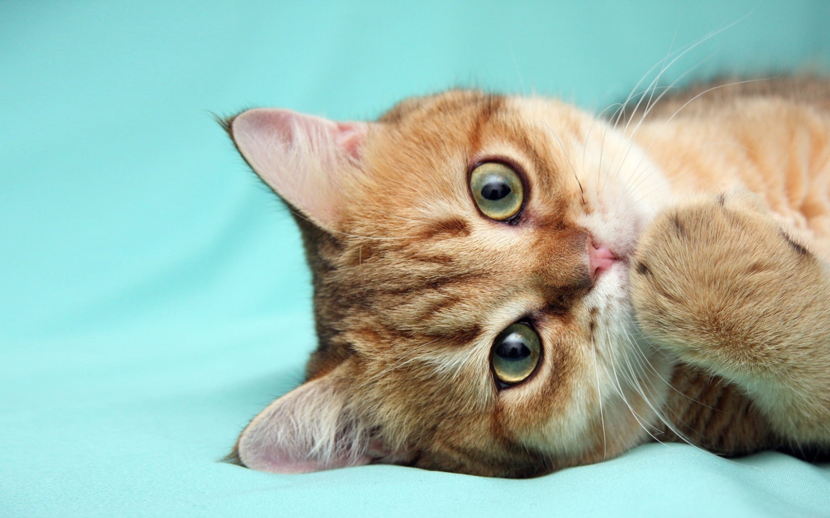 Рыжий кот что-то наделал