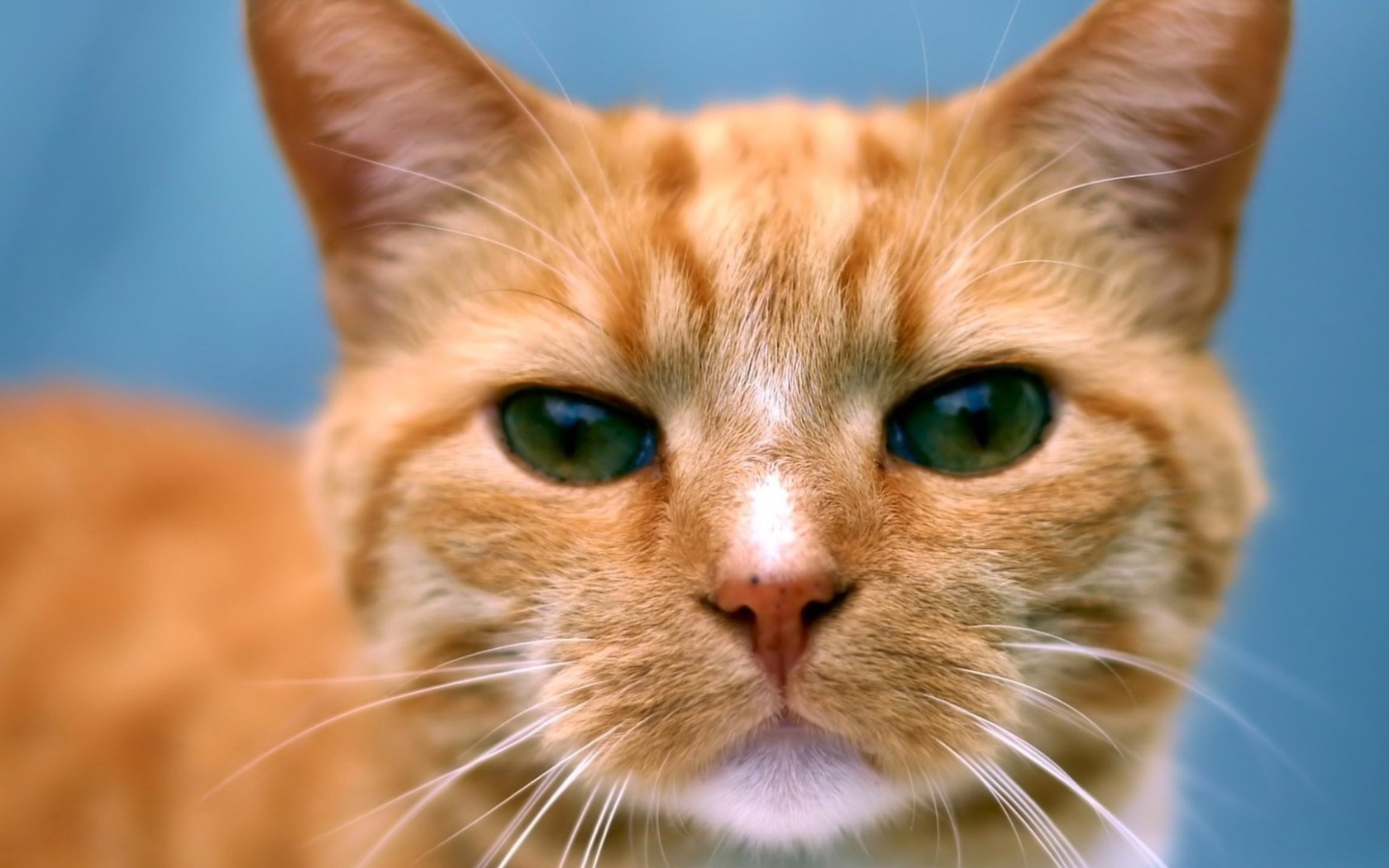Рыжий кот следит за тобой