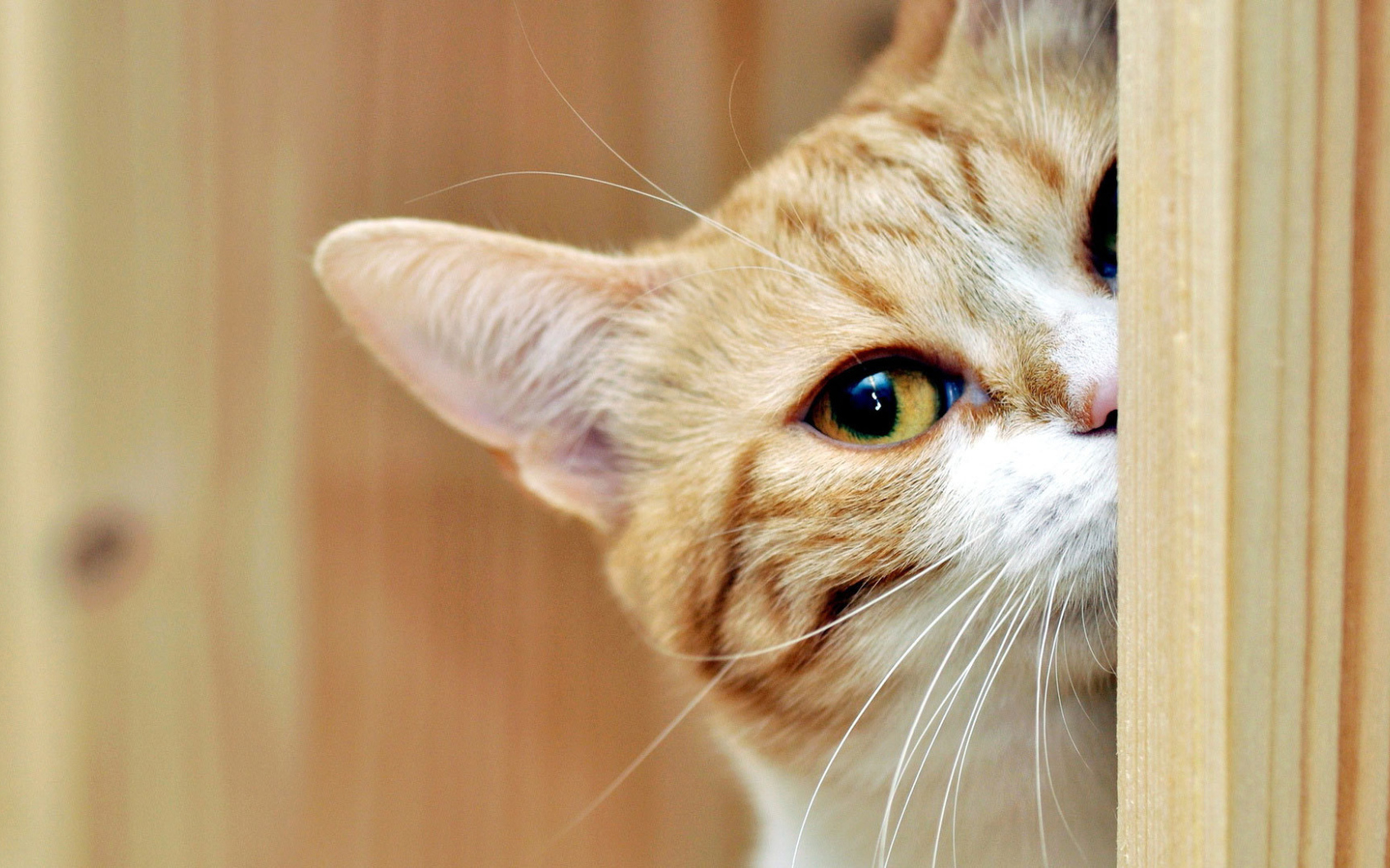 Рыжий кот подсматривает 