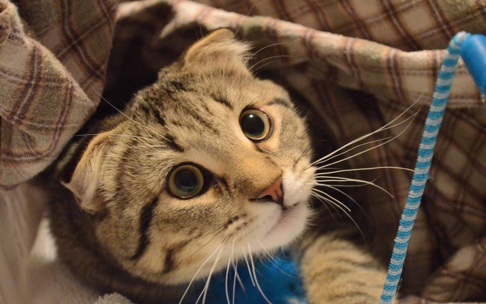 Шотландский вислоухий кот что-то увидел