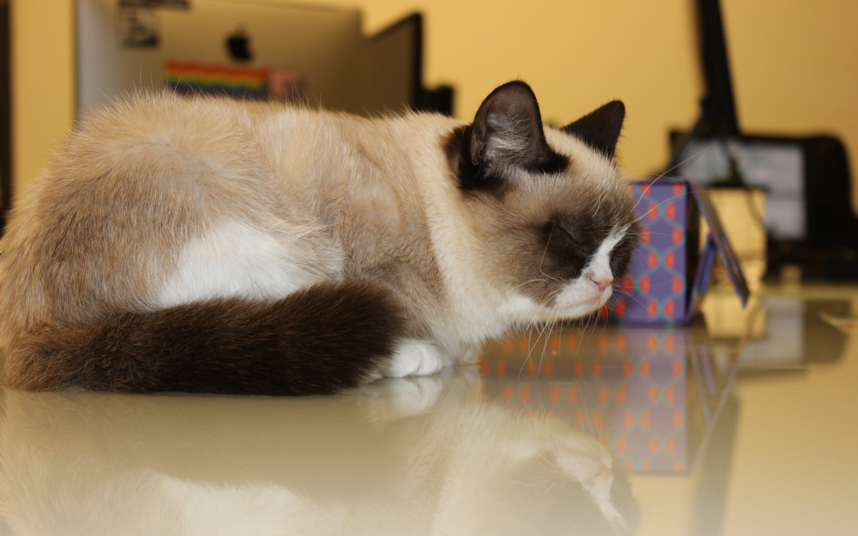 Спящий недовольный котик