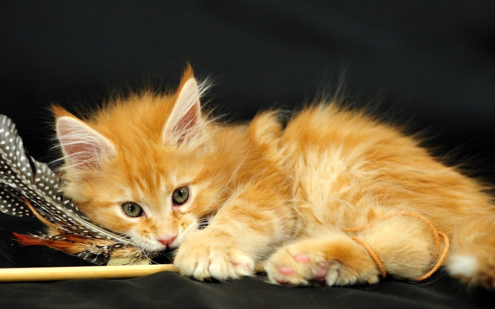 Маленький красивый рыжий кот и перо