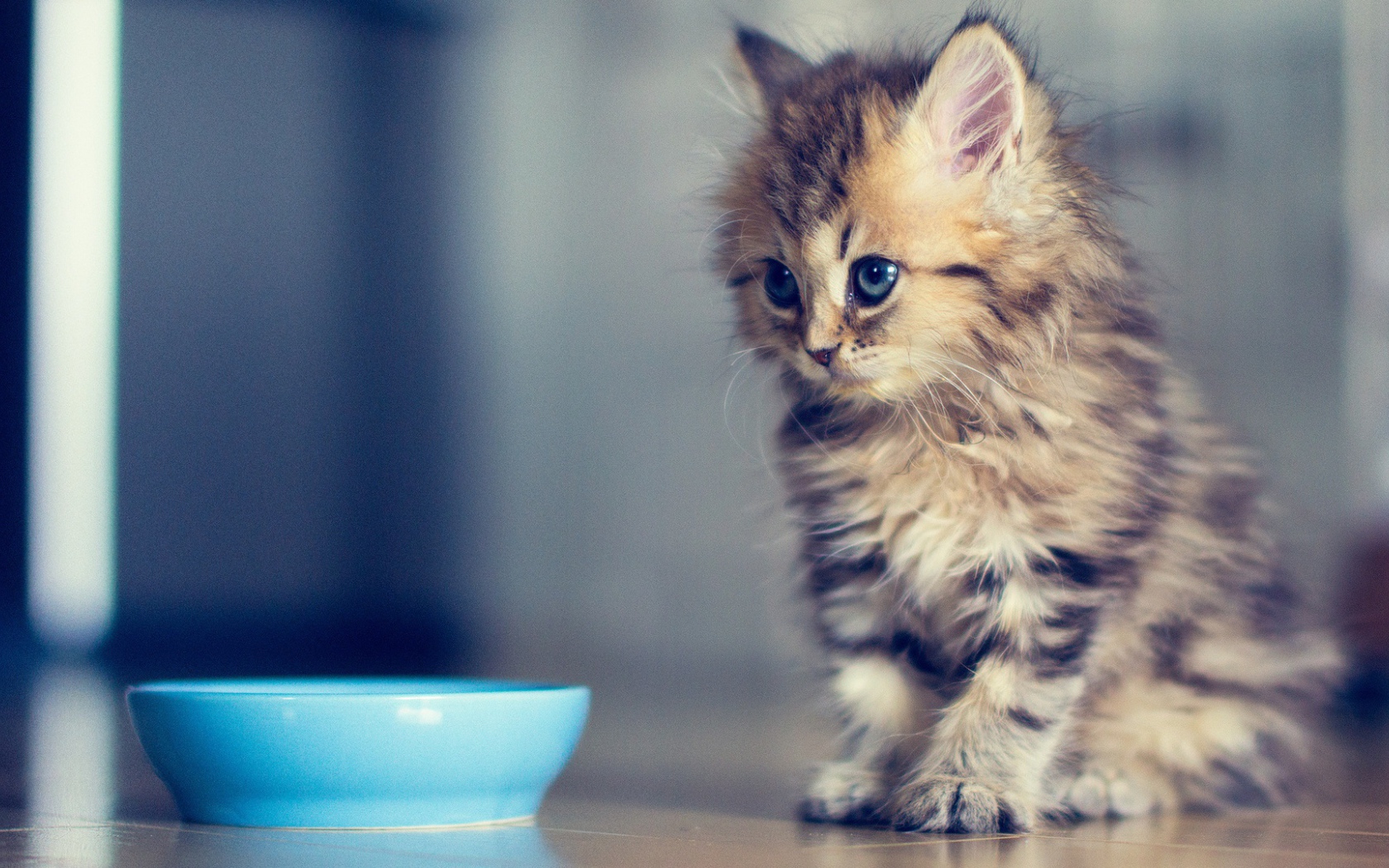 Маленький кот просит молока