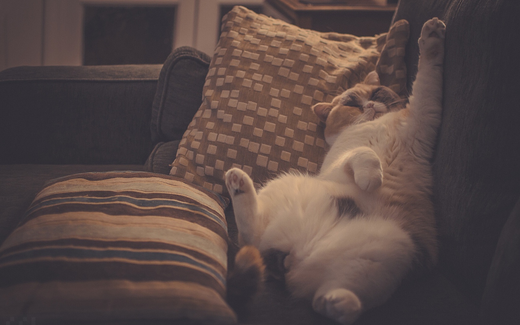 Кот в подушках