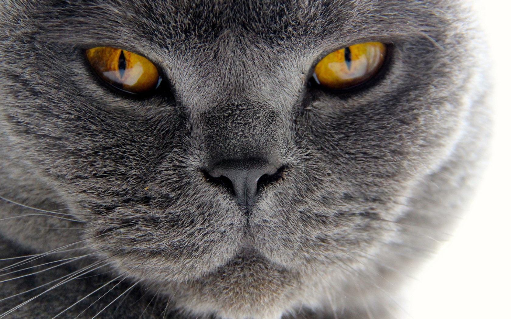 Хитрый британский кот