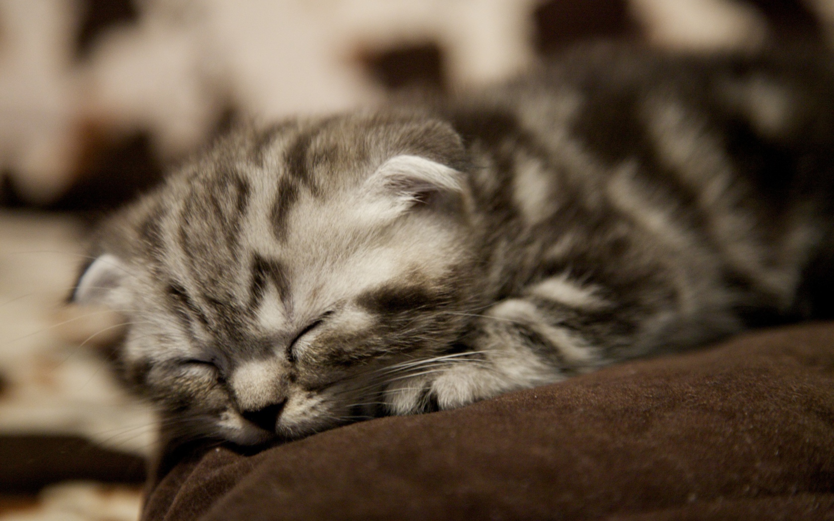 Совсем маленький шотландский вислоухий кот спит