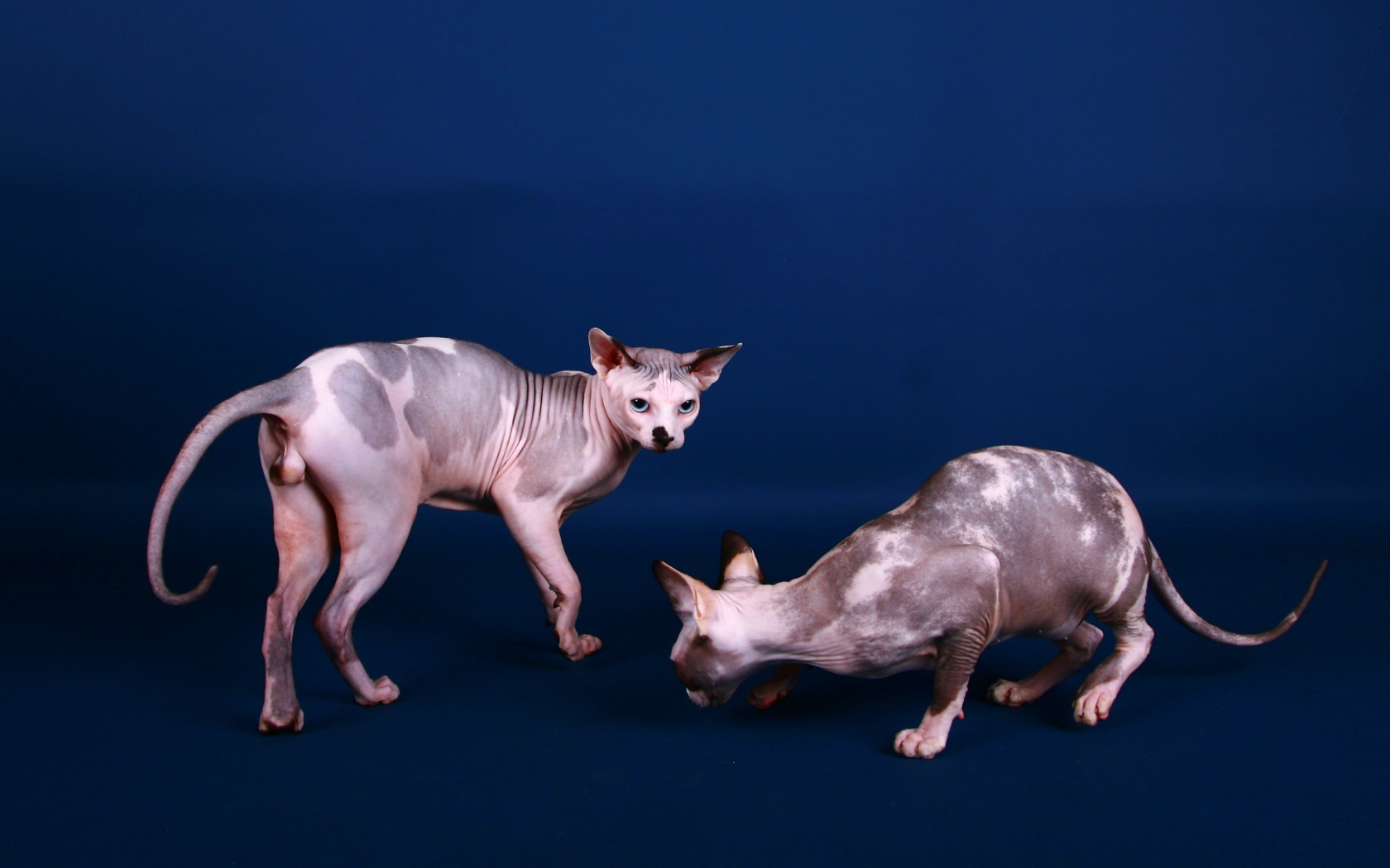 Коты сфинкс на синем фоне