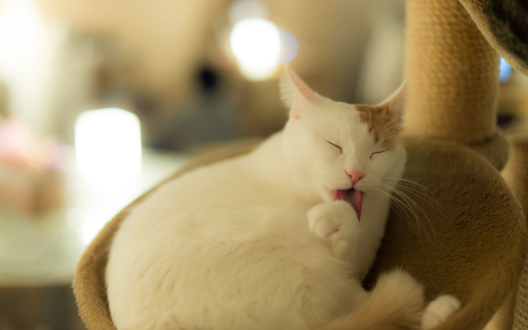 Белый кот с рыжим ухом лижет лапу