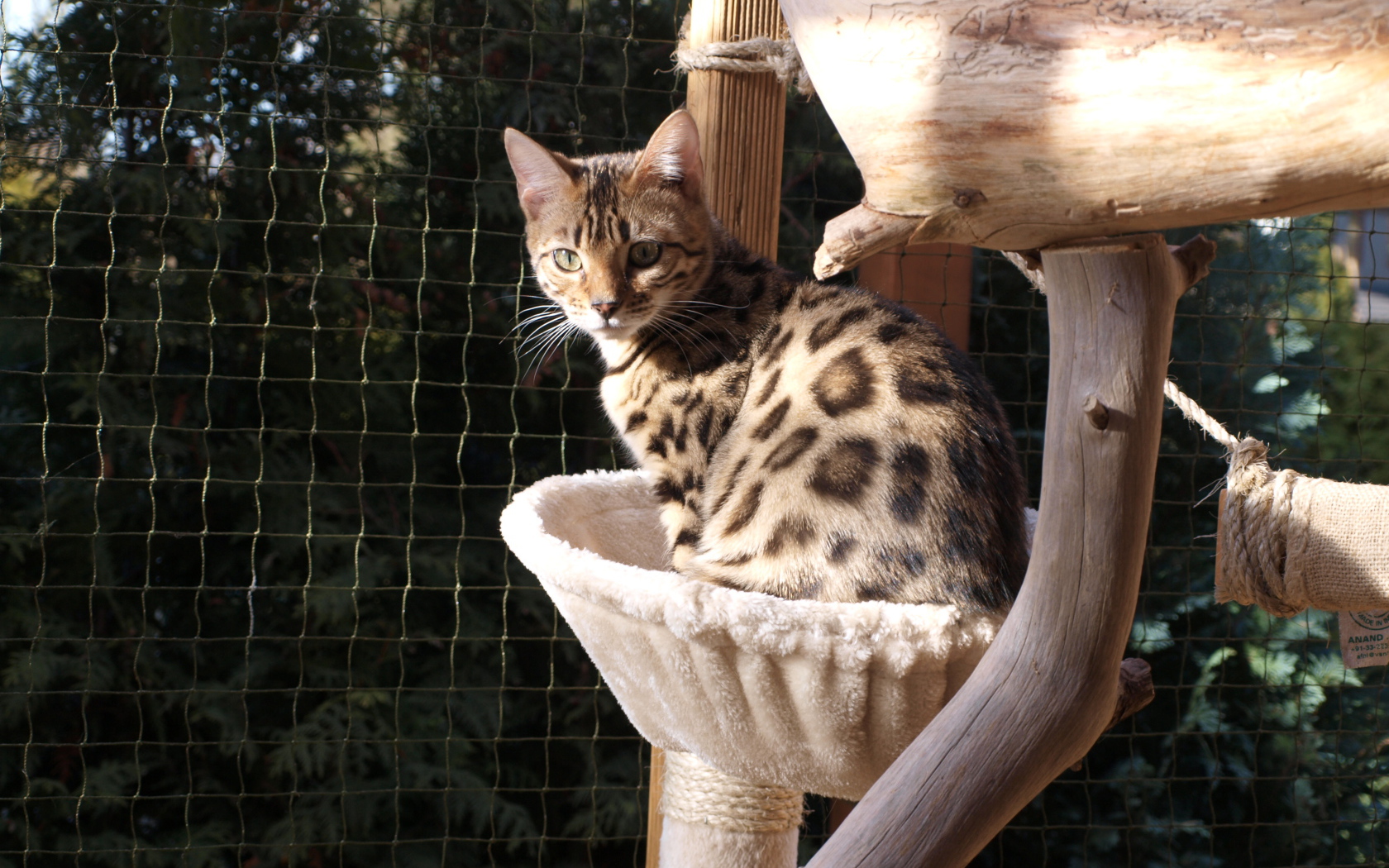 Молодой бенгальский кот