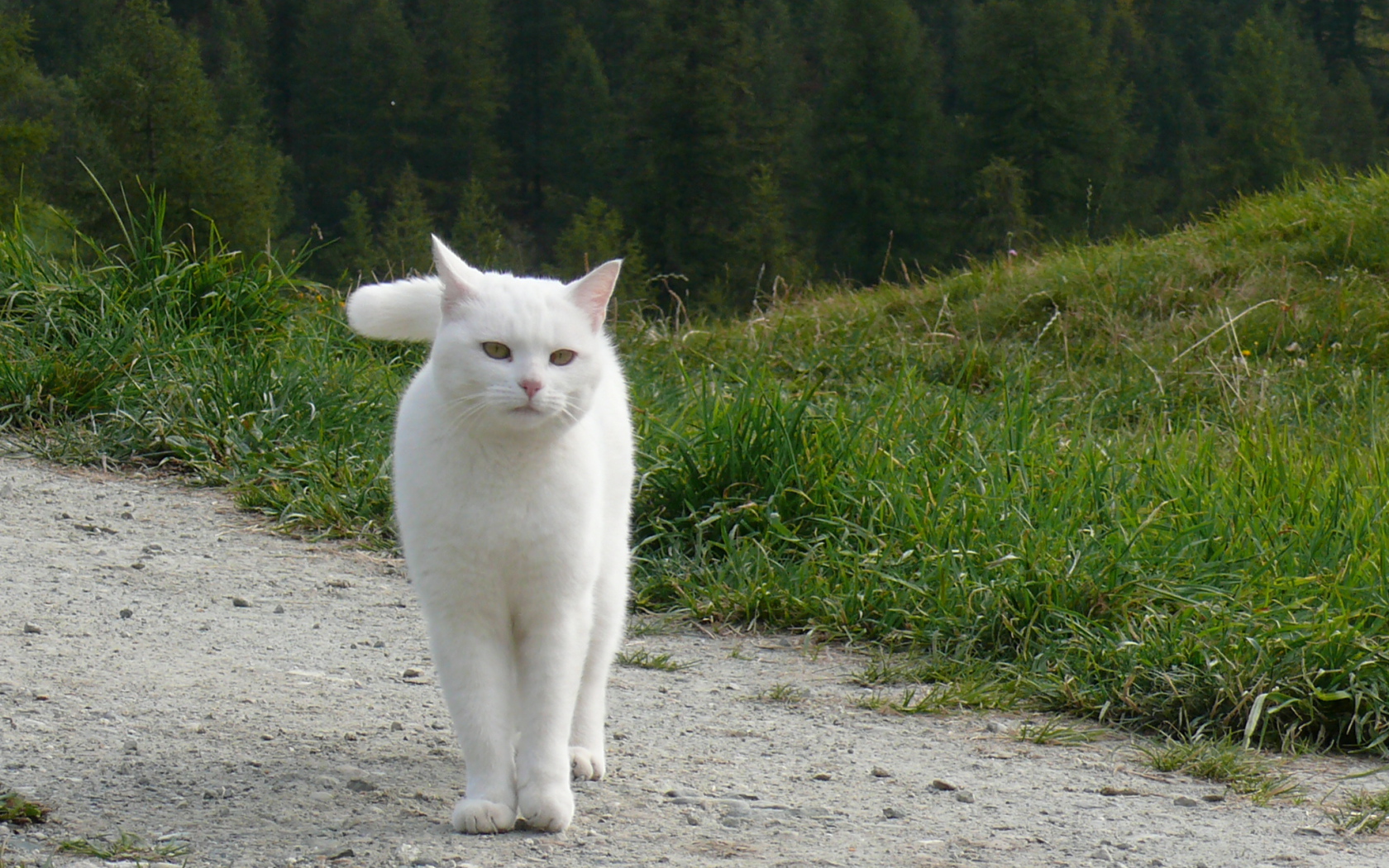 Красивый белый кот гуляет по холмам