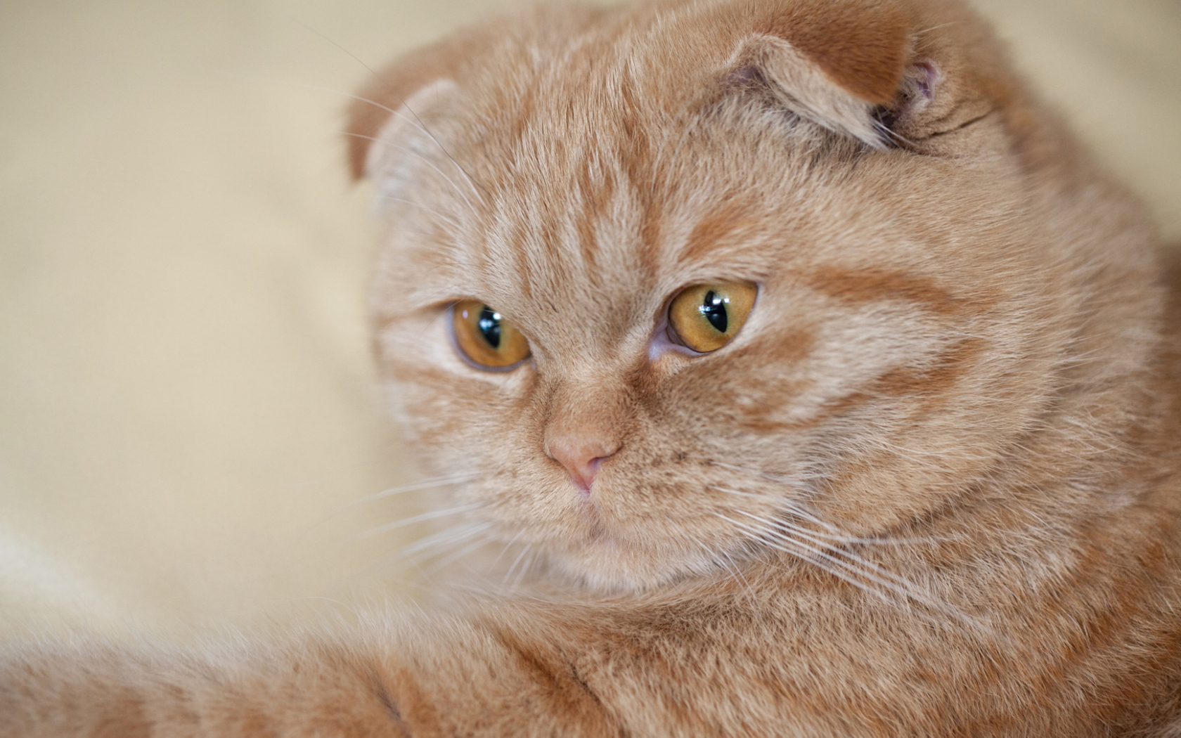 Симпатичный рыжий шотландский вислоухий кот