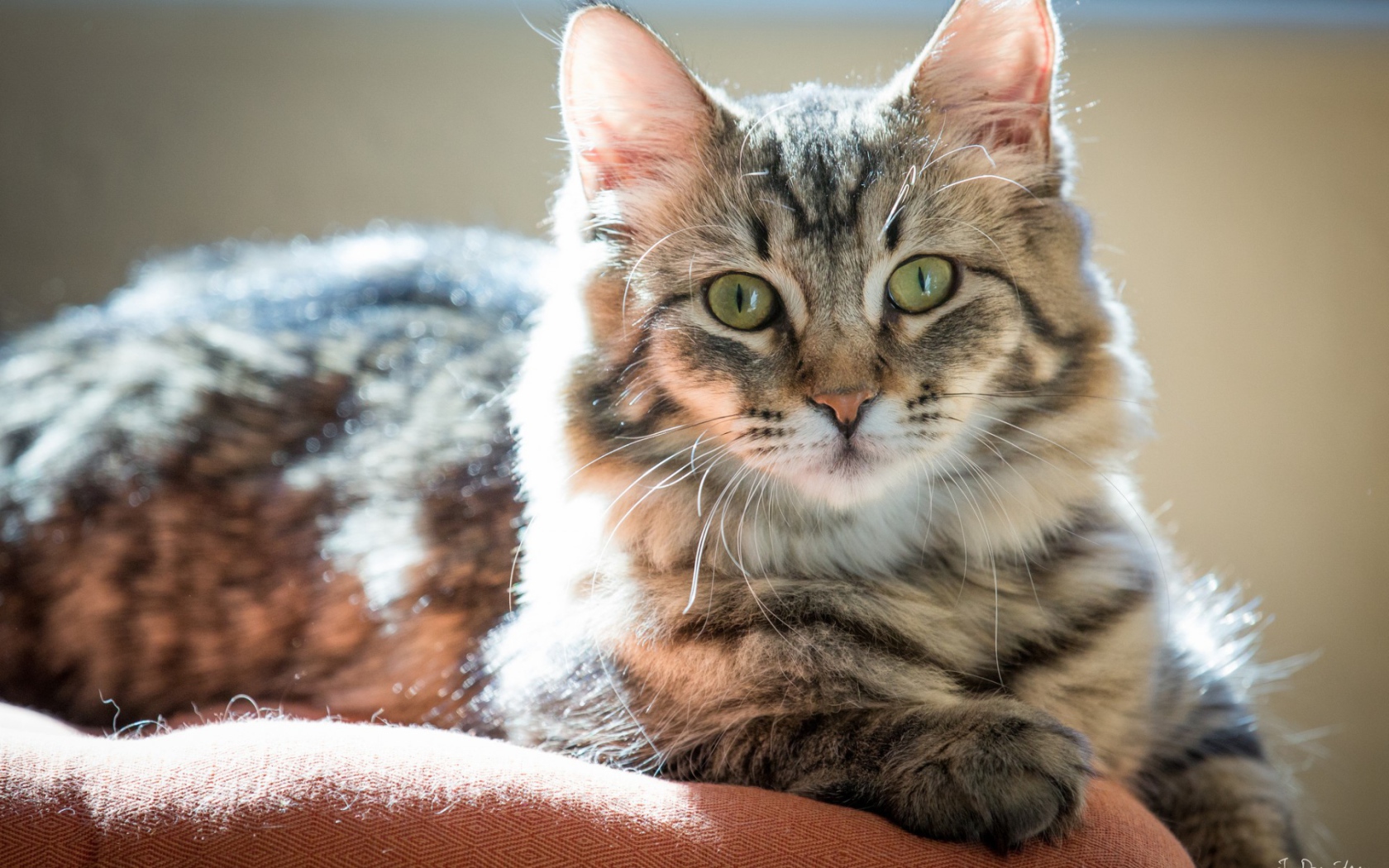 Пушистый зеленоглазый кот