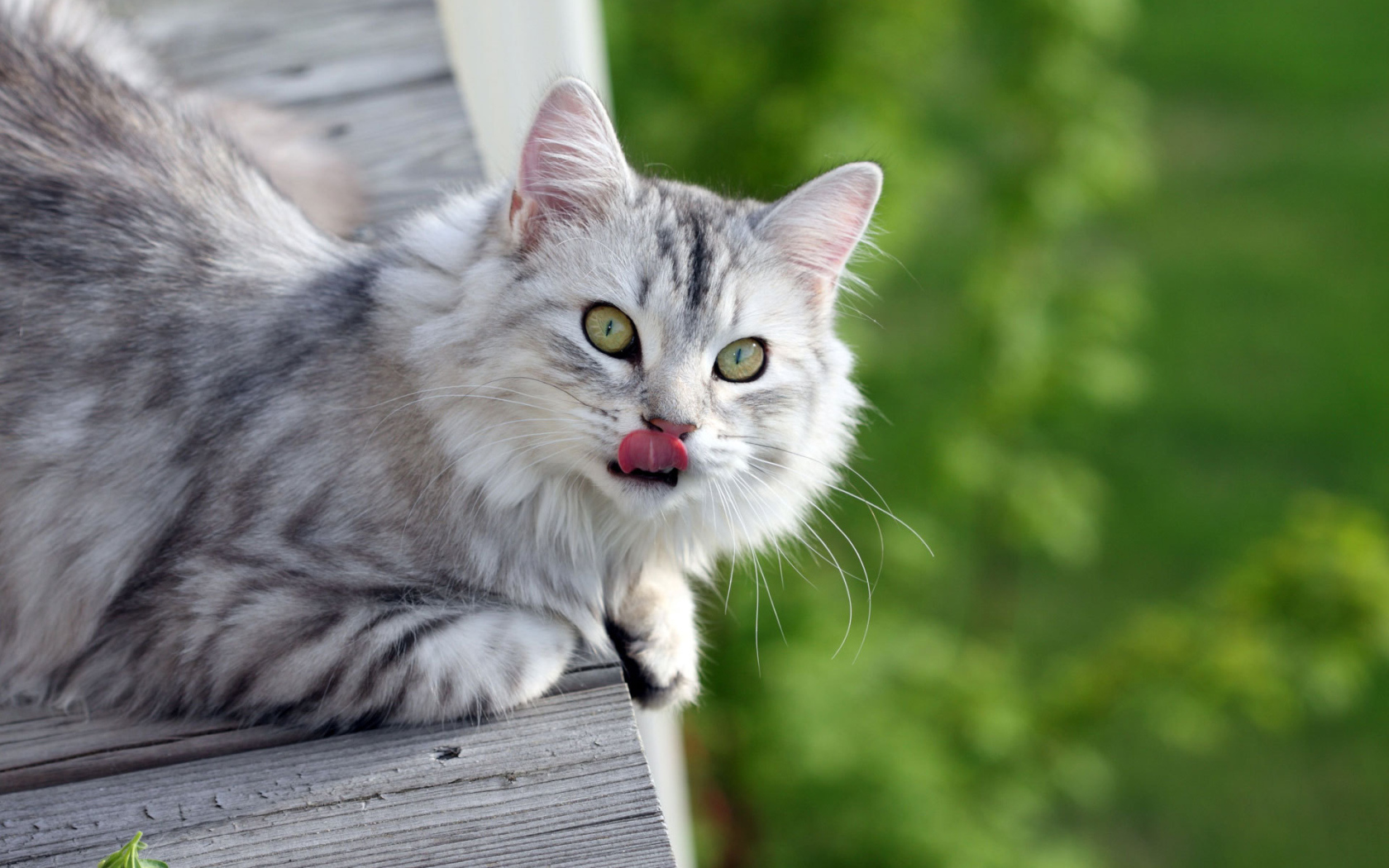 Серый пушистый кот облизался