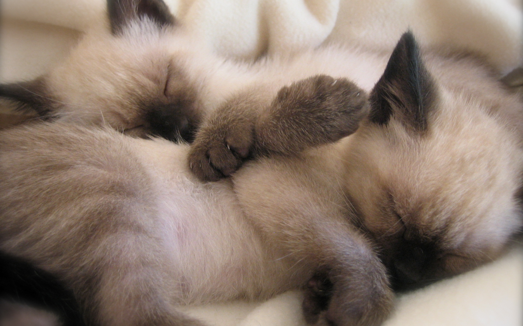 Маленькие сиамские котята