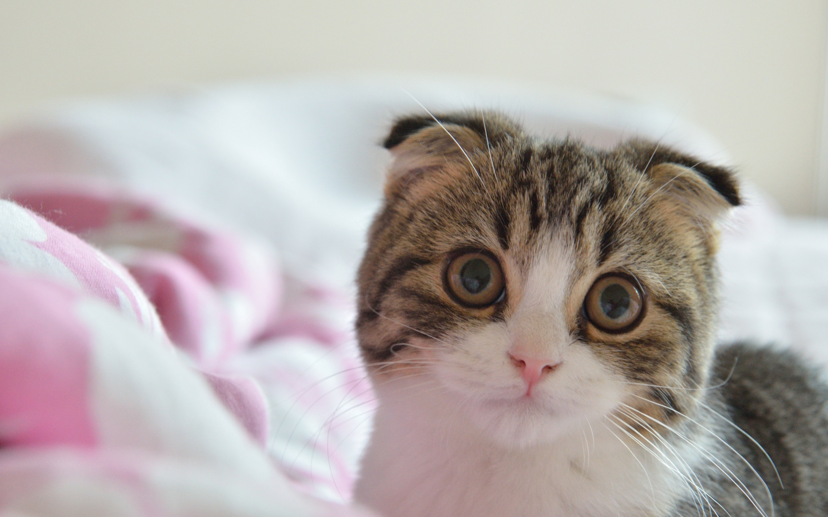 Шотландский вислоухий кот в постели