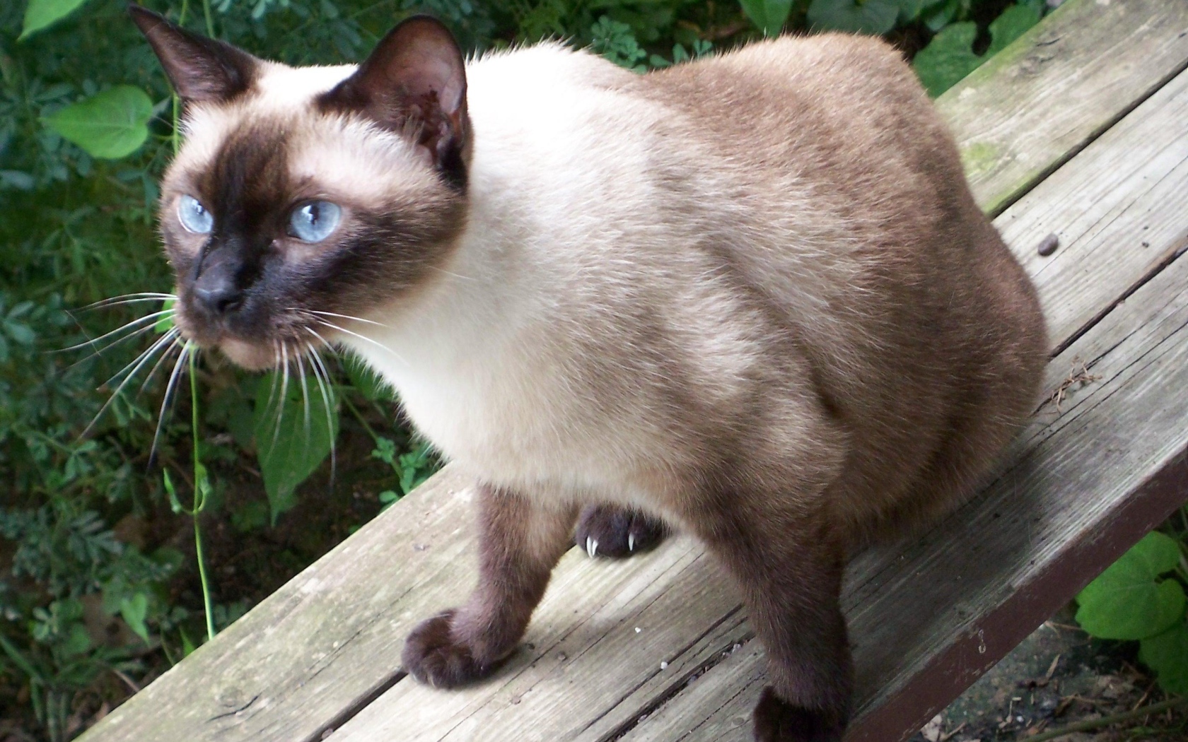 Сиамский кот сидит на скамейке