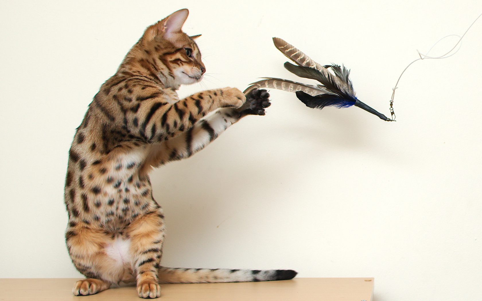 Молодой бенгальский кот играет