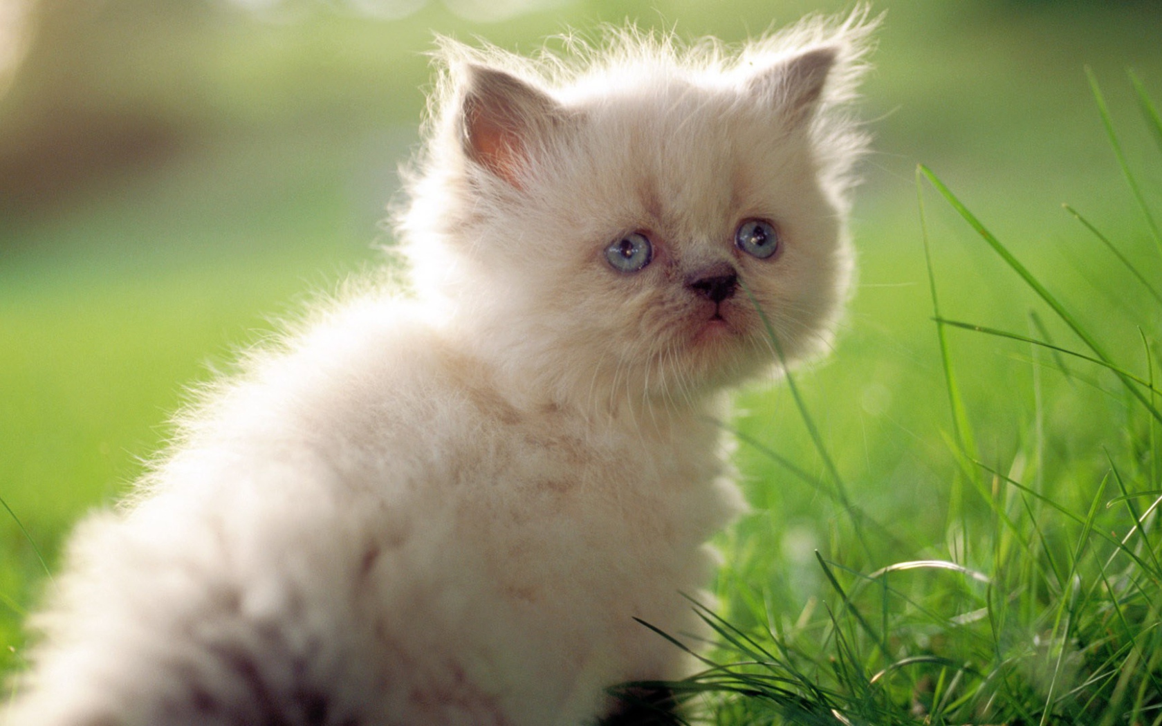 Грустный белый котенок