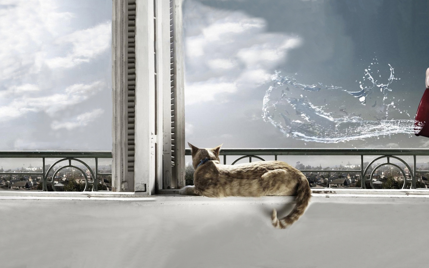 На кота выплеснули воду