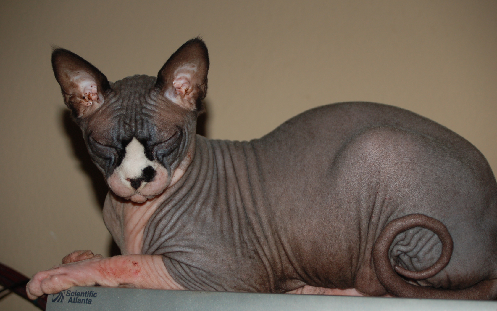 Лысая кошка сфинкс