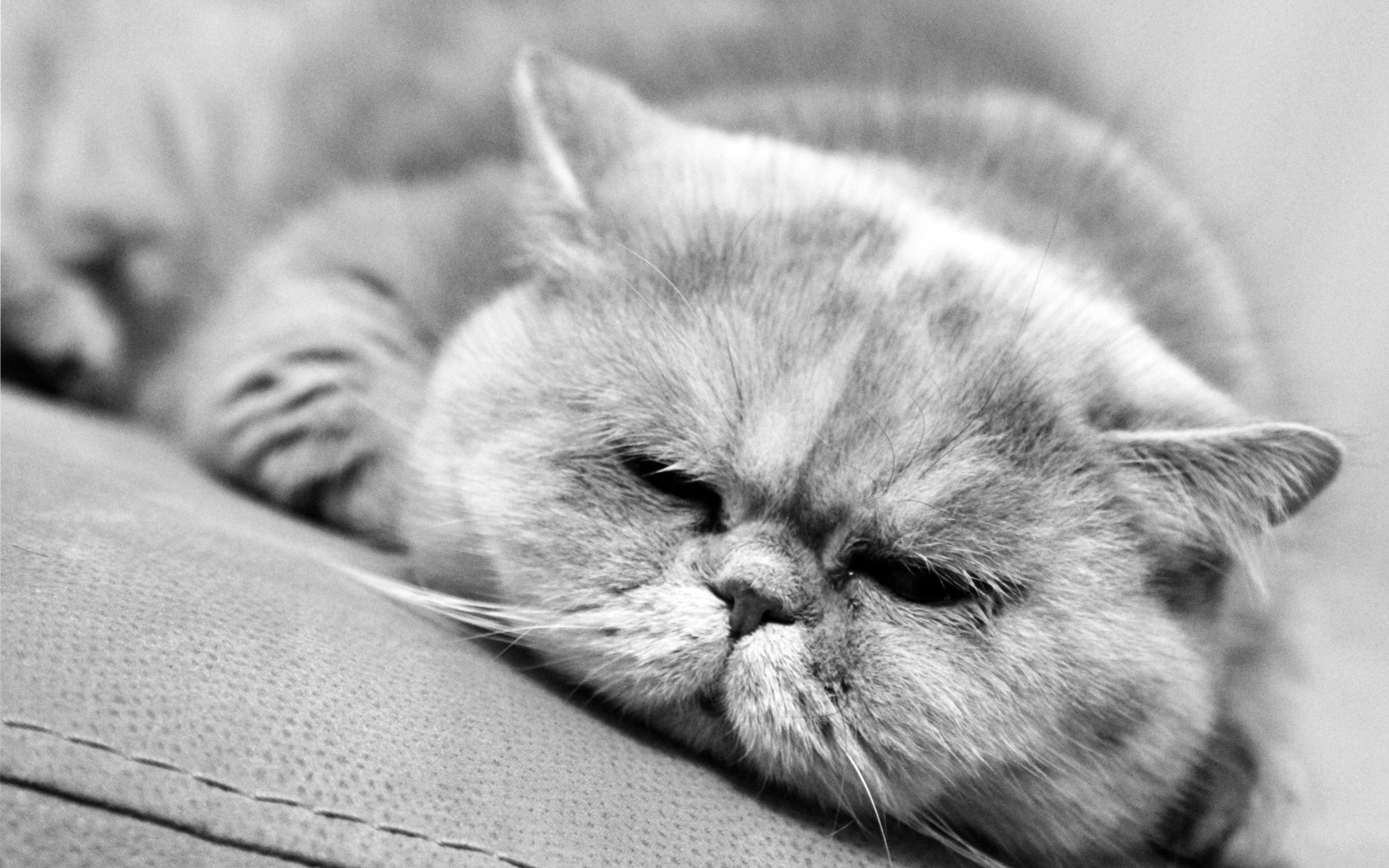 Спящий котик