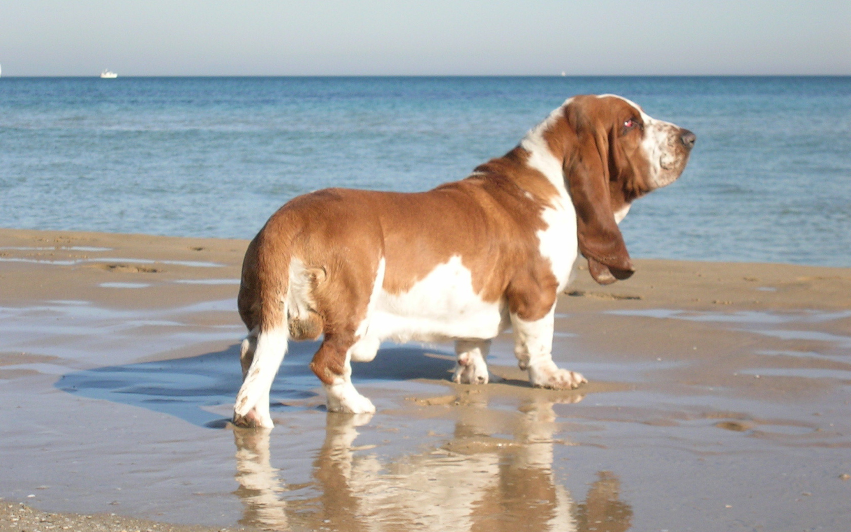 Взрослый бассет-хаунд возле моря
