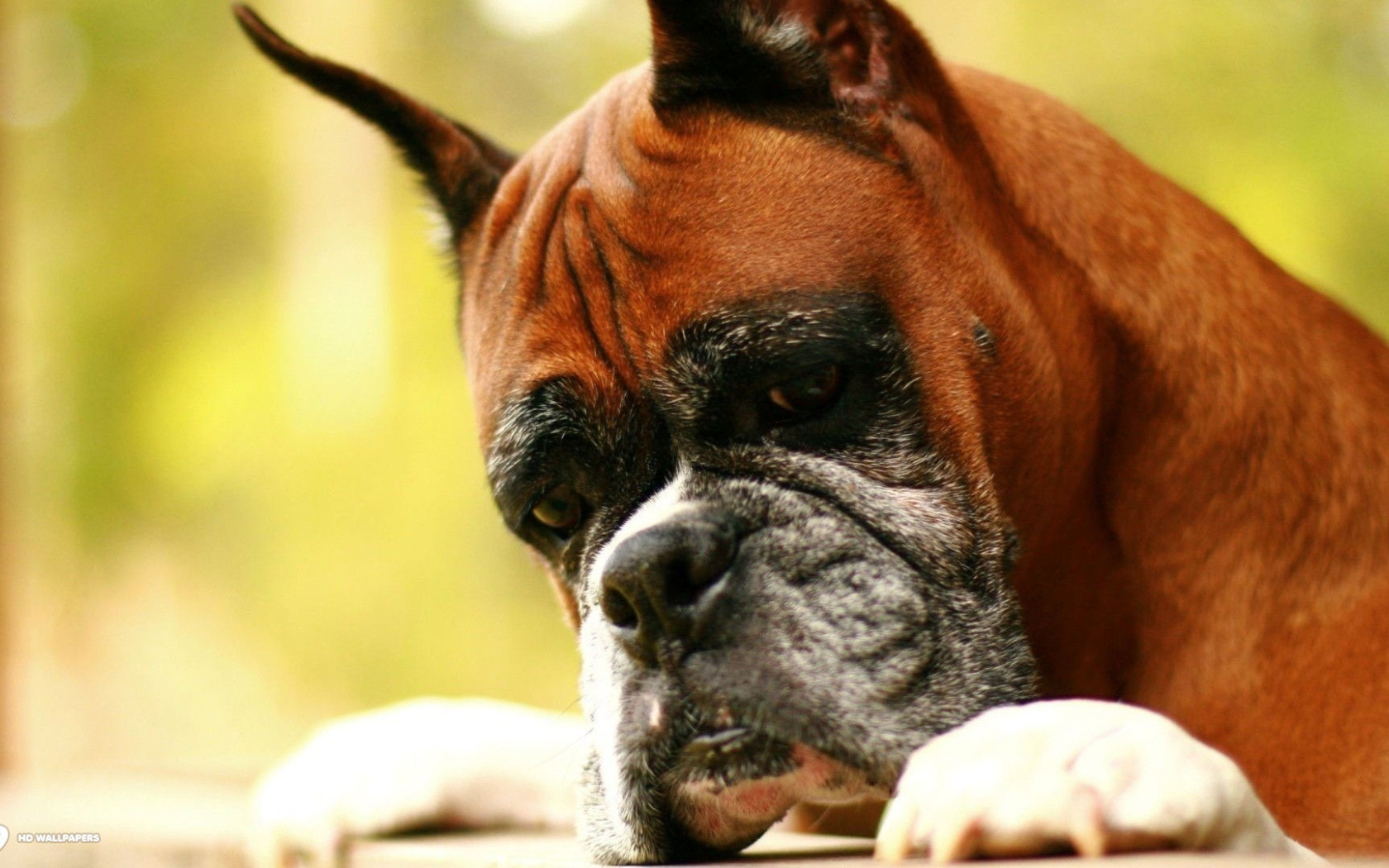 Взрослый боксёр что-то увидел