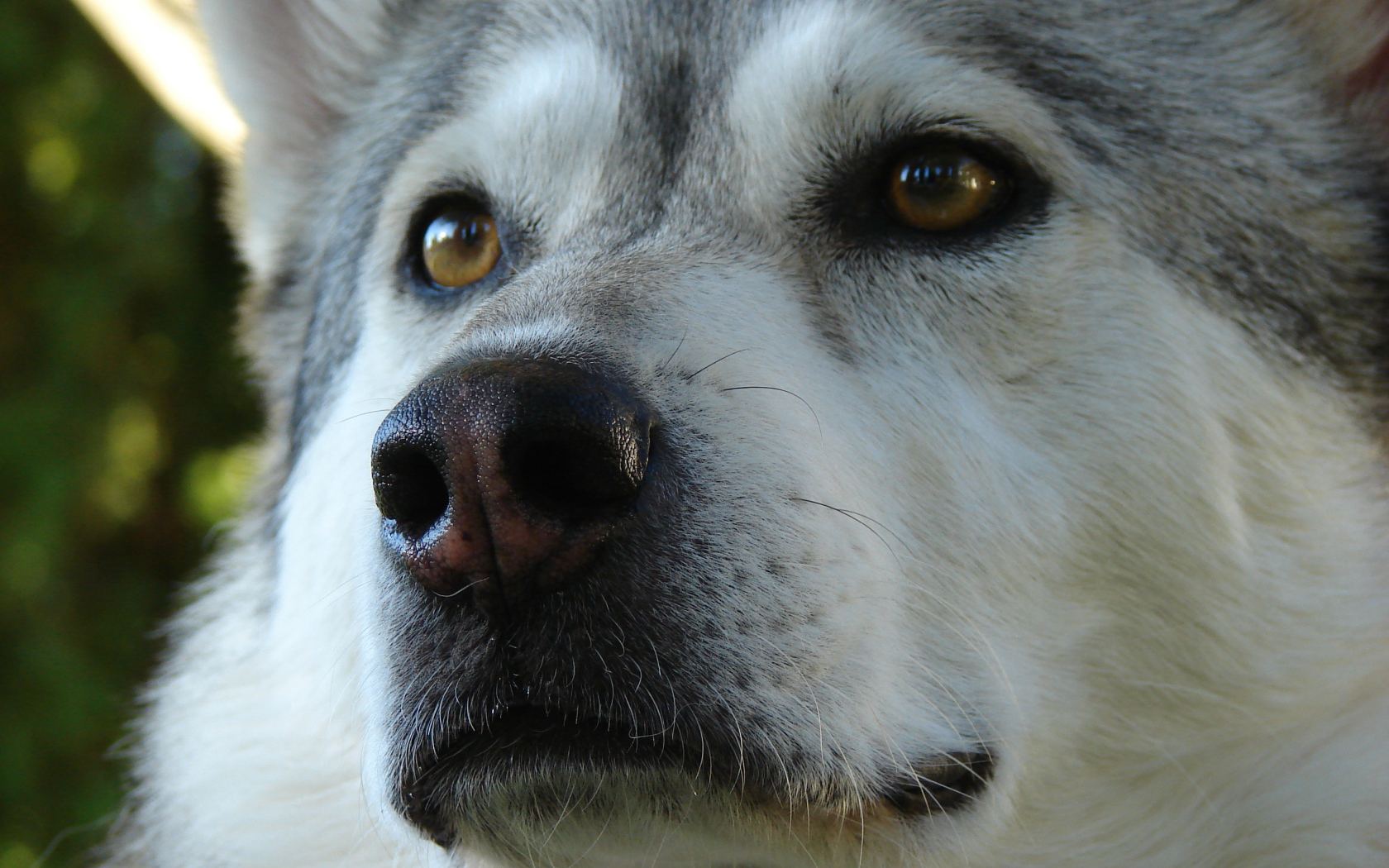 Аляскинский маламут крупным планом