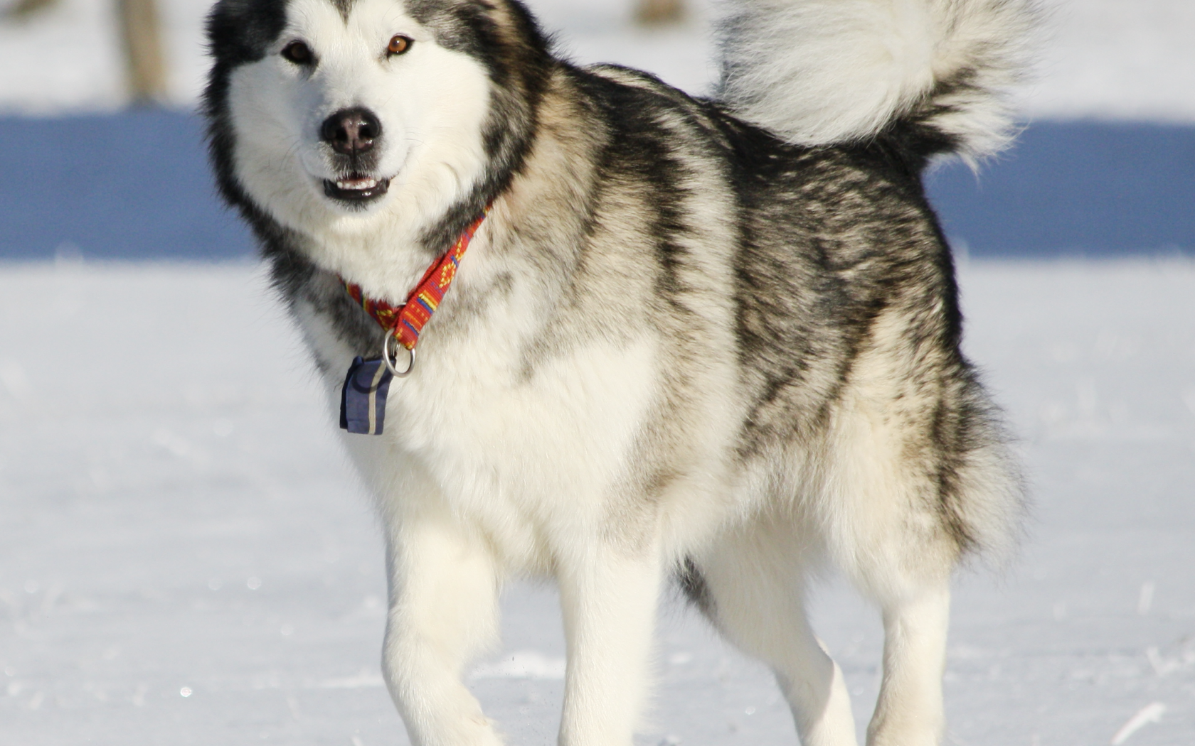 Аляскинский маламут засмотрелся