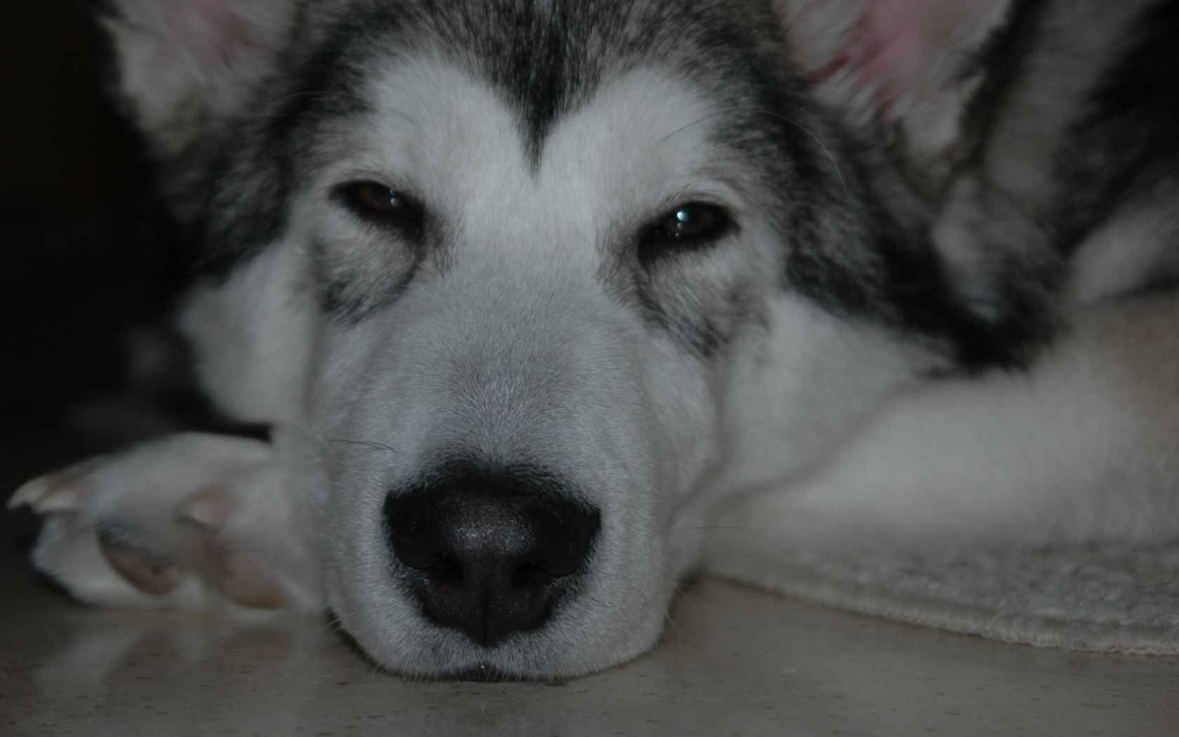 Аляскинский маламут хочет спать