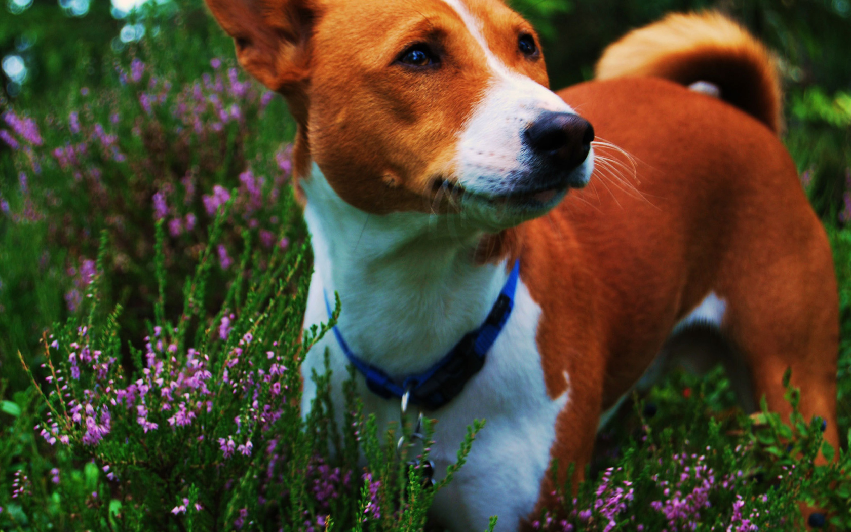 Собака породы басенджи среди цветов