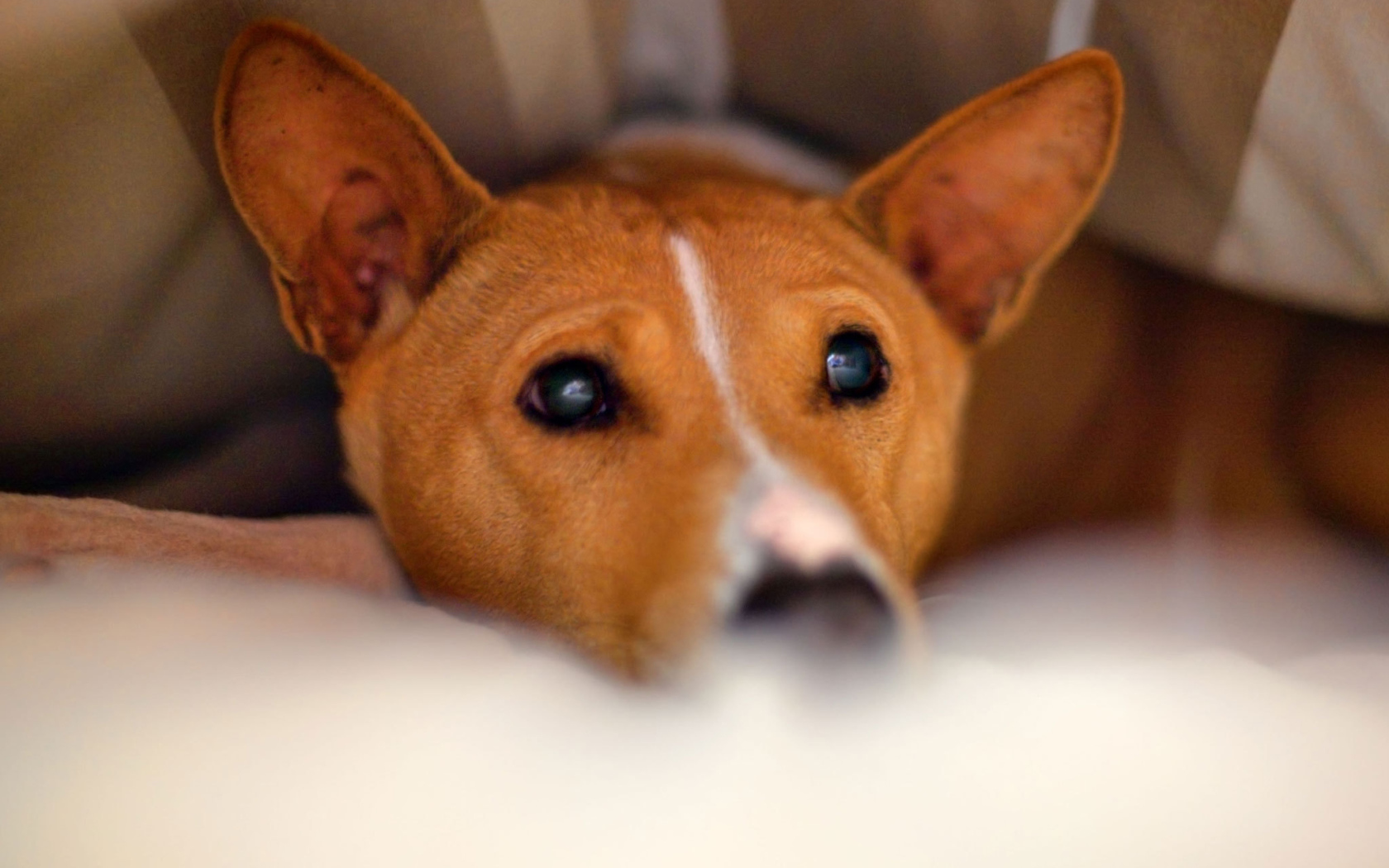 Собака породы басенджи спряталась под одеялом