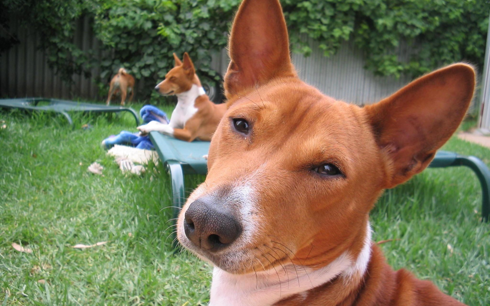 Собаки породы басенджи отдыхают во дворе