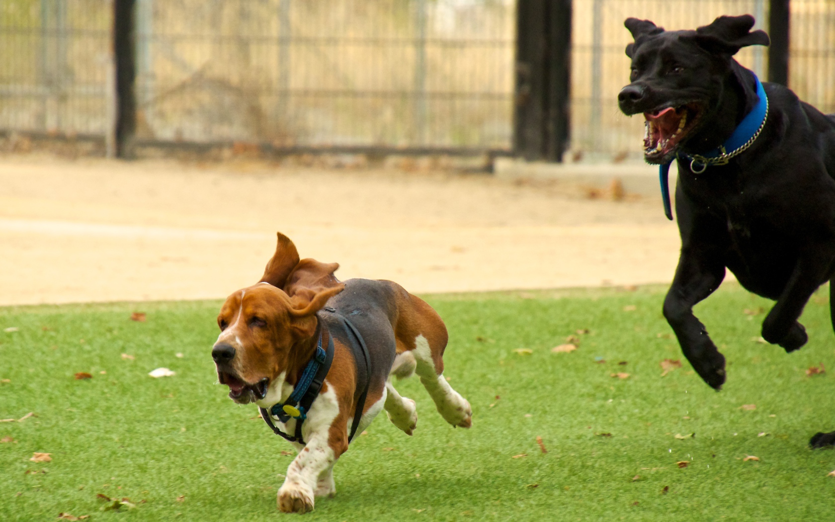 Бассет-хаунд и его друг