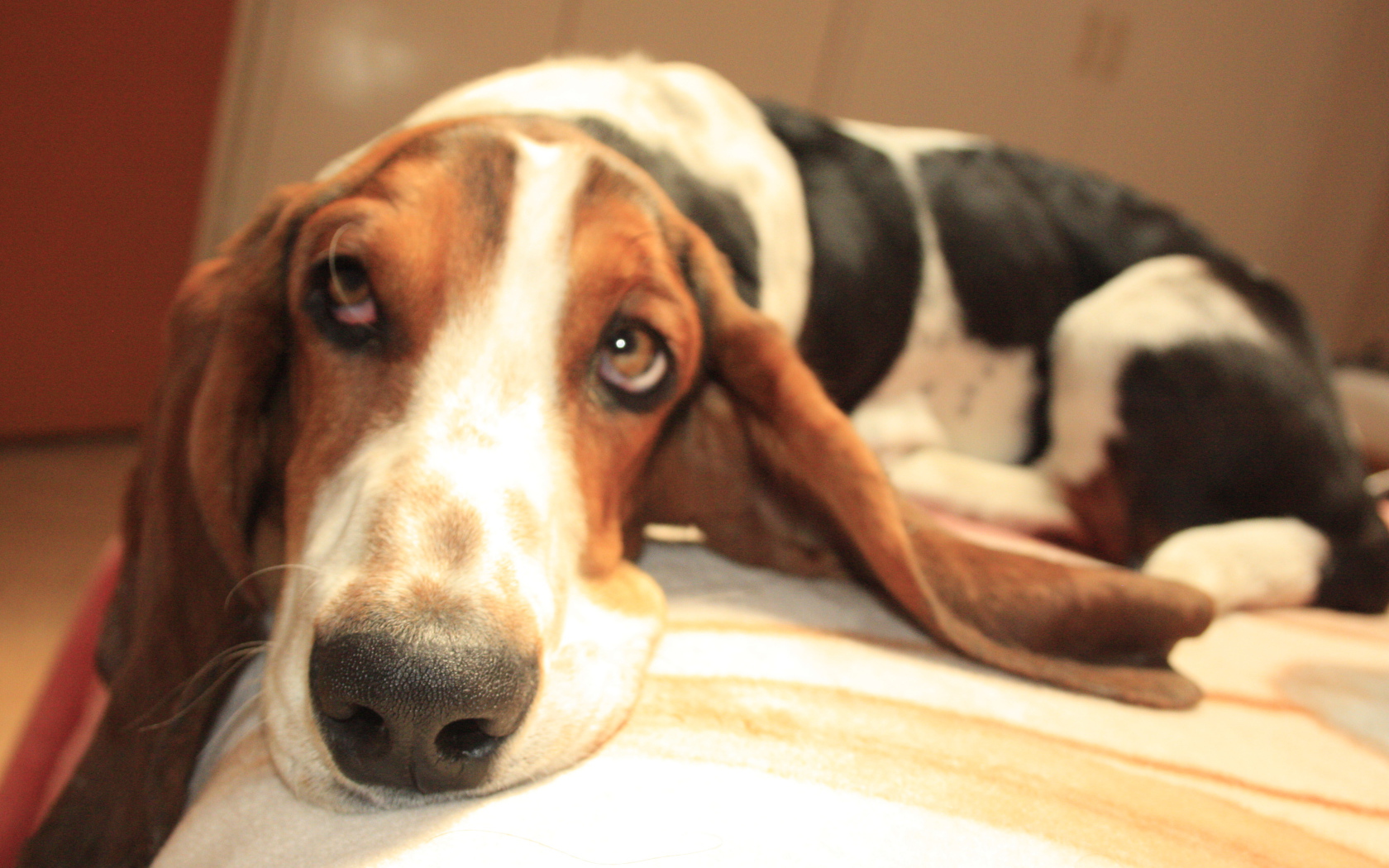 Бассет-хаунд о чём-то мечтает