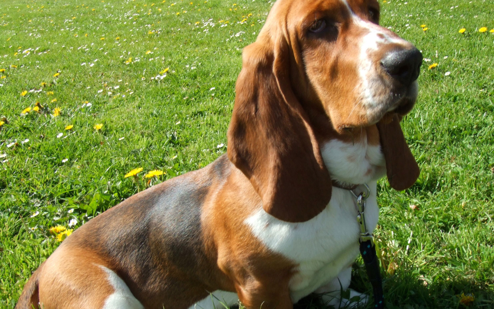 Бассет-хаунд сидит на траве