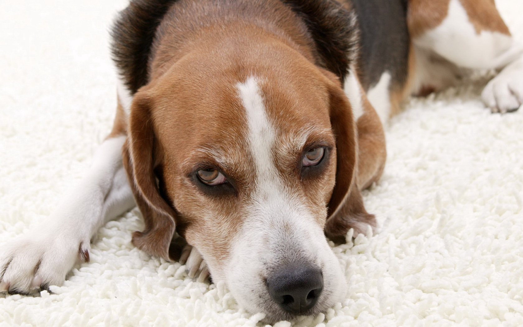 Собака породы бигль лежит на белом ковре