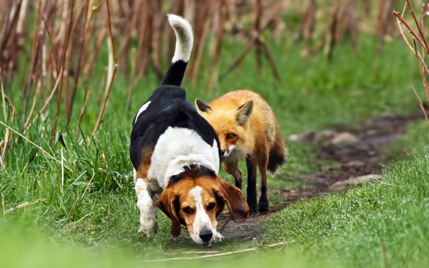 Beagle dog took the wrong trail