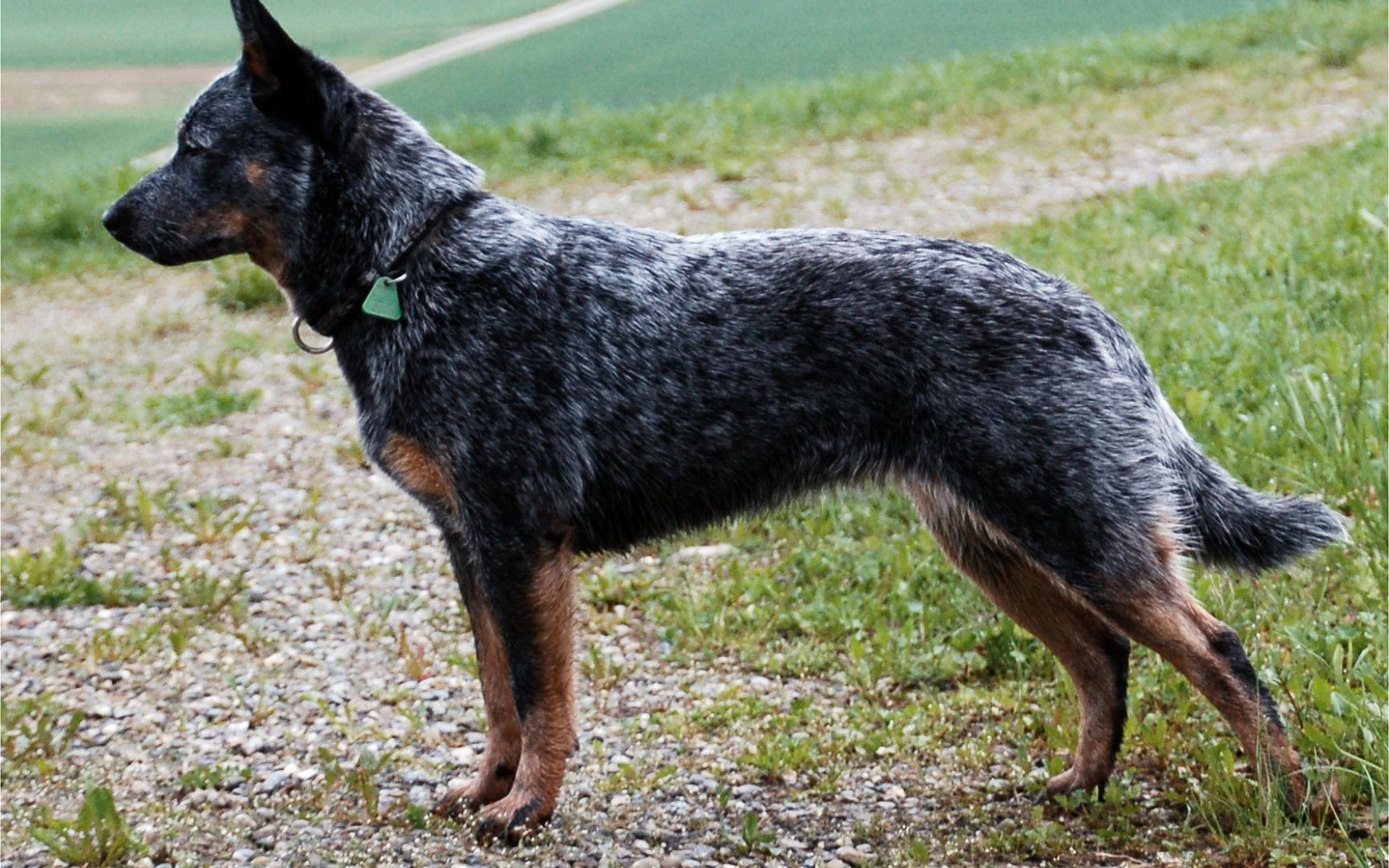 Красивая австралийская пастушья собака в стойке
