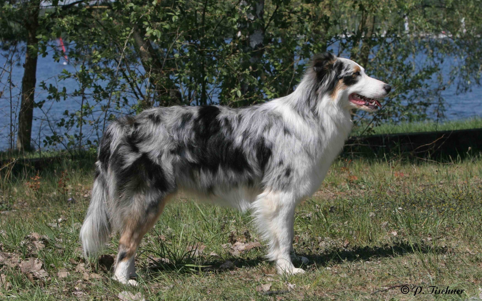 Красивая австралийская овчарка